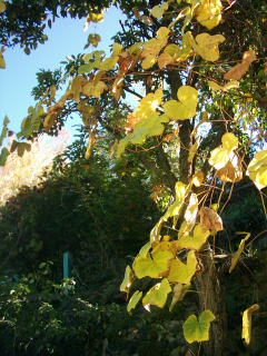 Grape-vines can be seen growing all over the Kootenays. 